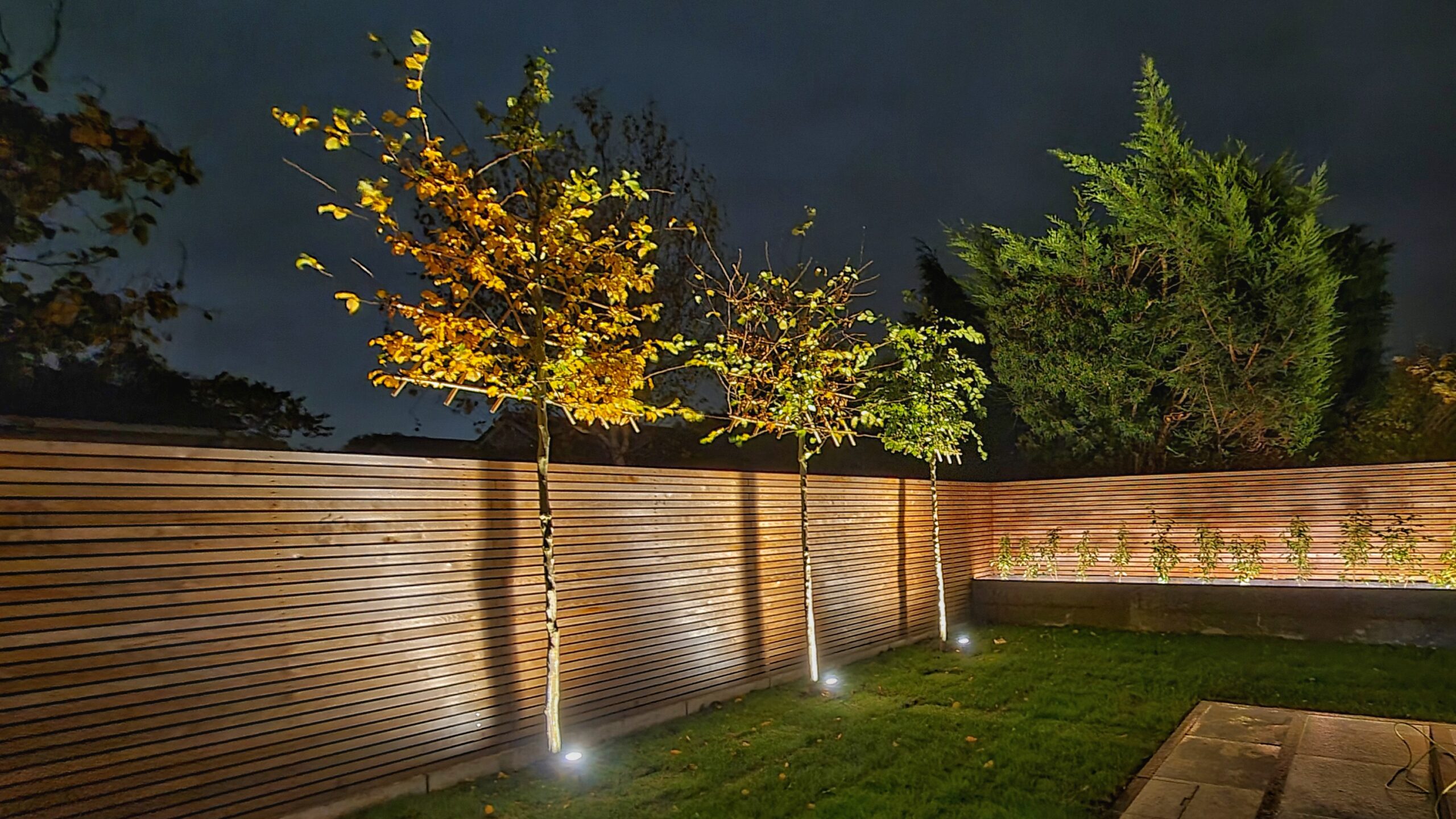 Pleached beech trees lit up at night against a cedar fence.